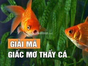 mơ thấy con cá đánh lô gì