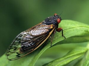 Mơ thấy con ve đánh số mấy