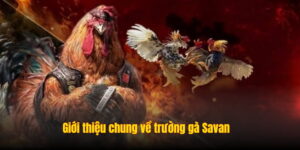 Giới thiệu chung về trường gà Savan