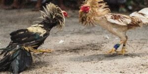 Theo dõi các trận đấu