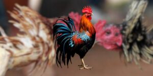 Đá gà IWIN và sức hút trên thị trường số