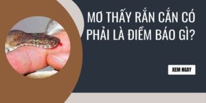 Ý nghĩa giấc mơ nằm mơ thấy rắn cắn là gì?