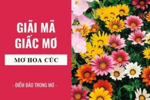 Mơ thấy cây hoa cúc đánh số gì